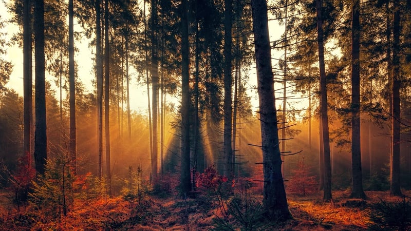 Forest Walk