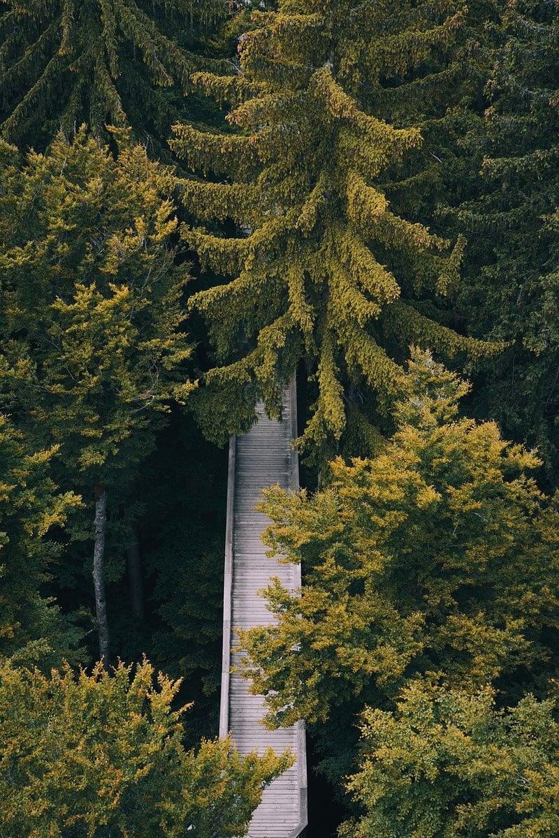 Mindful Walking in Nature